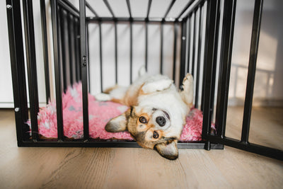 Unlocking the Benefits of Crate Training: A Comprehensive Guide for Pet Owners