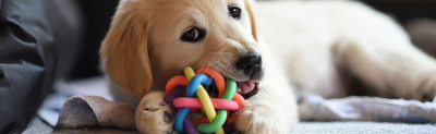 Interactive Toys for Mental Stimulation: Keeping Your Dog Engaged