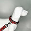 Forfurs - Enlightened Pin Buckle Collar with leashes For Dogs & Cats
