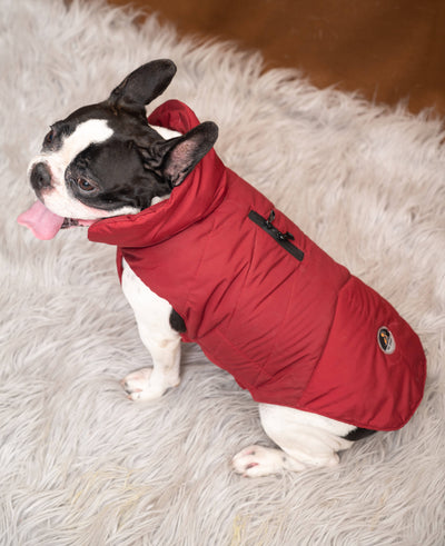 Petsnugs - Canine’s Maroon Jacket