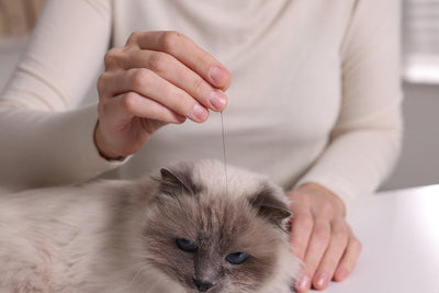 The Power of Pet Acupuncture: Unleashing the Benefits for Your Furry Friend