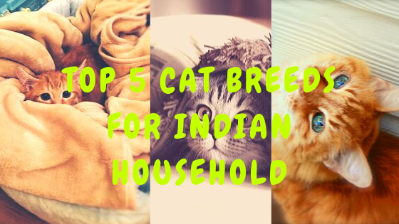 Cat Breeds Suitable for Indian Homes
