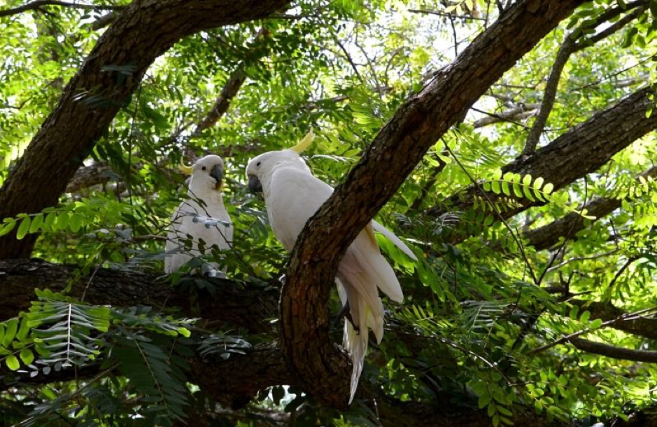 Cockatoos Spotted in Kangaroo Island Post Bushfire Mayhem
