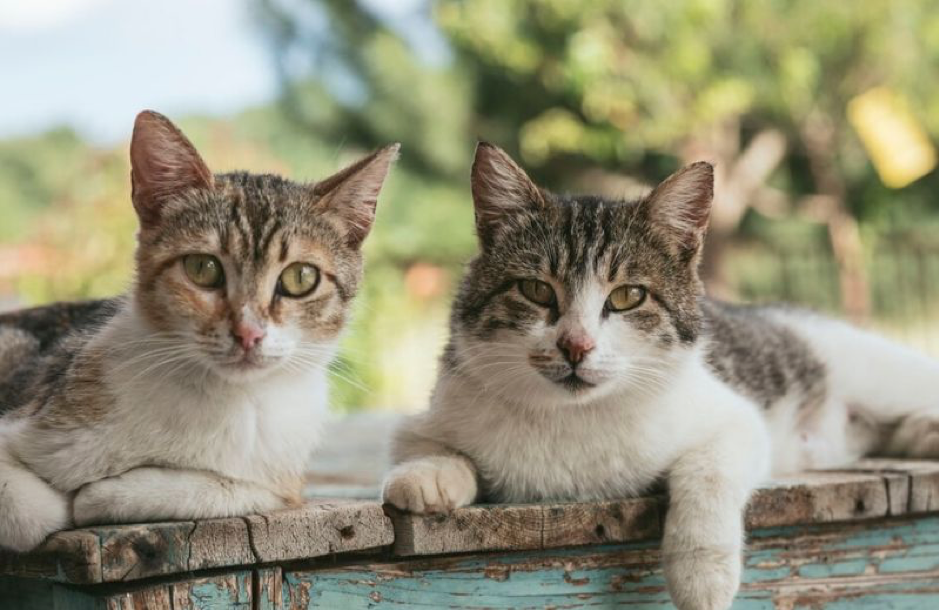 Cat Tracker Project Helps Understand Cat Psychology