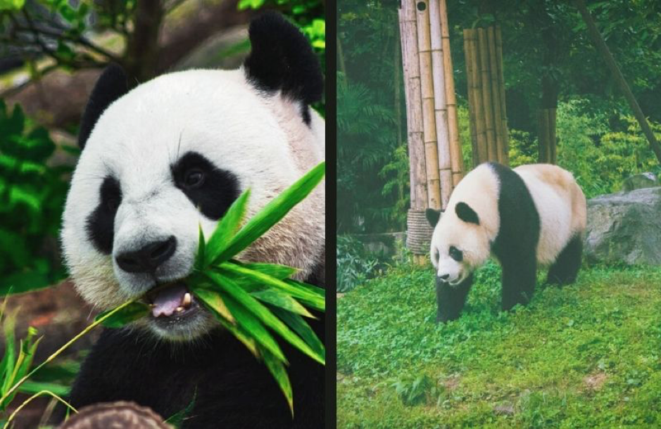 Interesting Facts about Adorable Pandas!