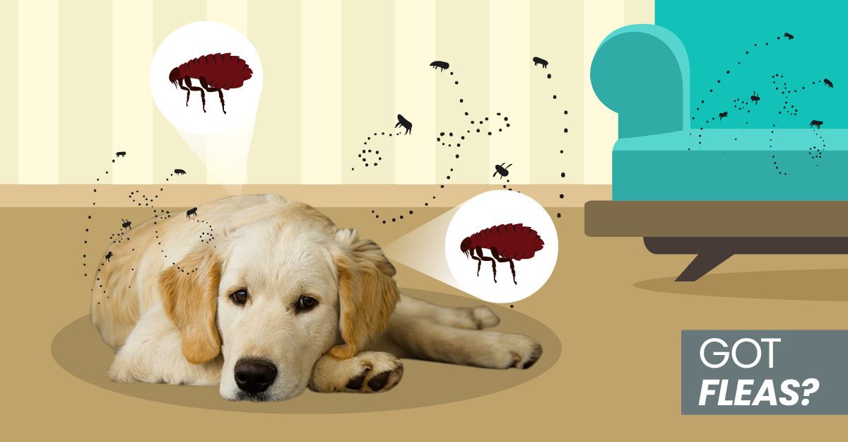Treating Fleas In Dogs And Cats