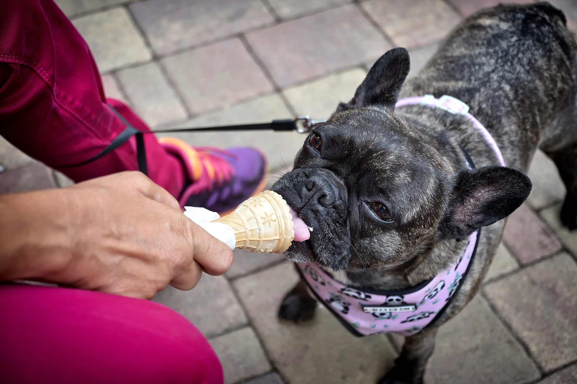 Can Dogs Consume Ice Cream?
