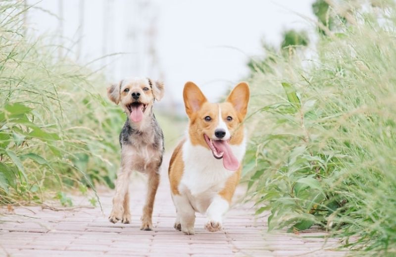 Are All Canines Compatible with One Another?