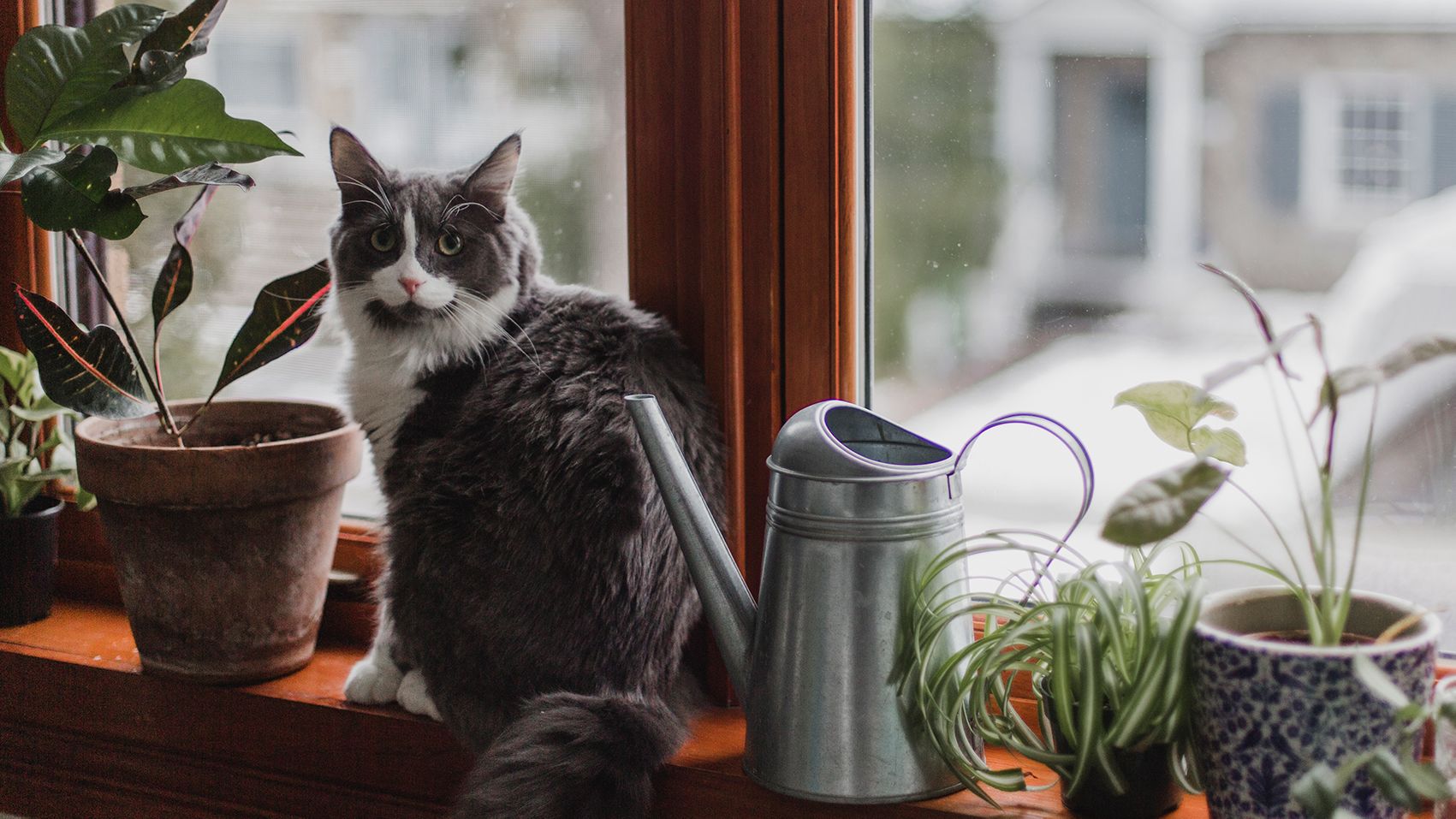 Houseplants that are Pet-Friendly