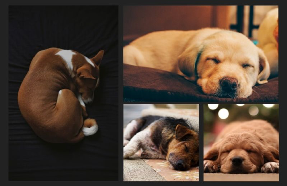 7 Sleeping Positions You Can Find Your Pooch In