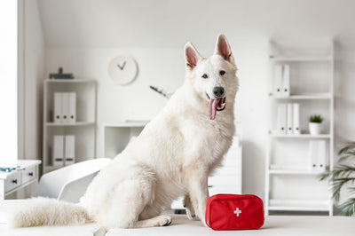 Ultimate Guide: Creating a Pet Emergency Kit for Safety and Preparedness