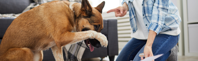 Common Behavioral Problems in [Pet Type] and How to Solve Them