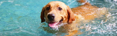 Keeping Your Pup Cool: Summer Essentials for Dogs