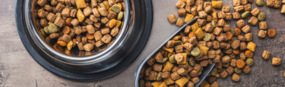 Nutritional Trends: Best Diets for Dogs in 2024