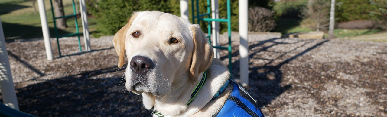 Service Dogs: A Comprehensive Guide to Their Remarkable Role