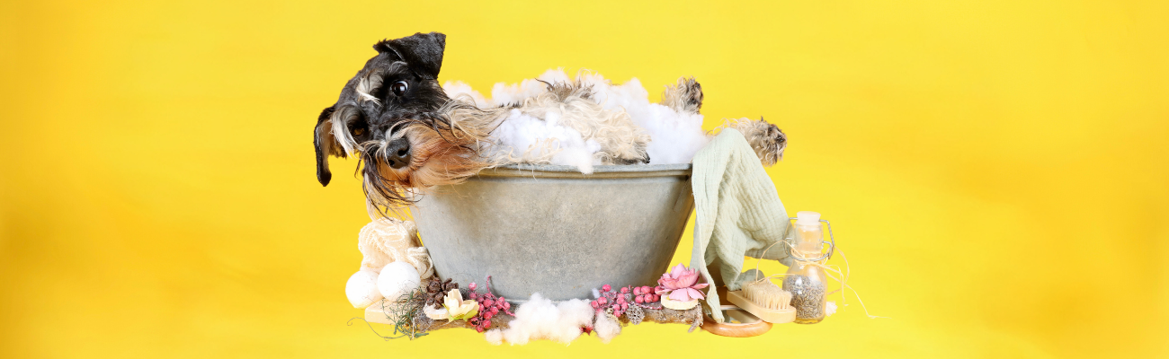 The Ultimate Guide to Dog Grooming Tools in 2024