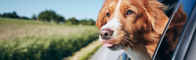 Top 10 Must-Have Travel Items for Your Pet