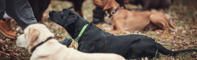Training Your Dog with the Right Tools: Essential Training Accessories