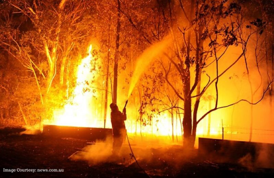 Animal Habitat continues to burn down in Australia’s forest fire