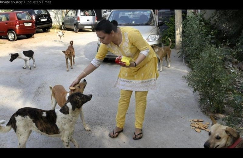 Animal Lovers Tie Rakhi to Stray Animals by Pledging to Protect Them