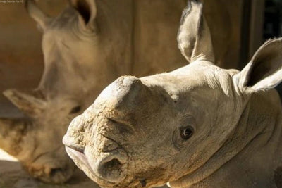 Baby Rhino is an Early Christmas Gift