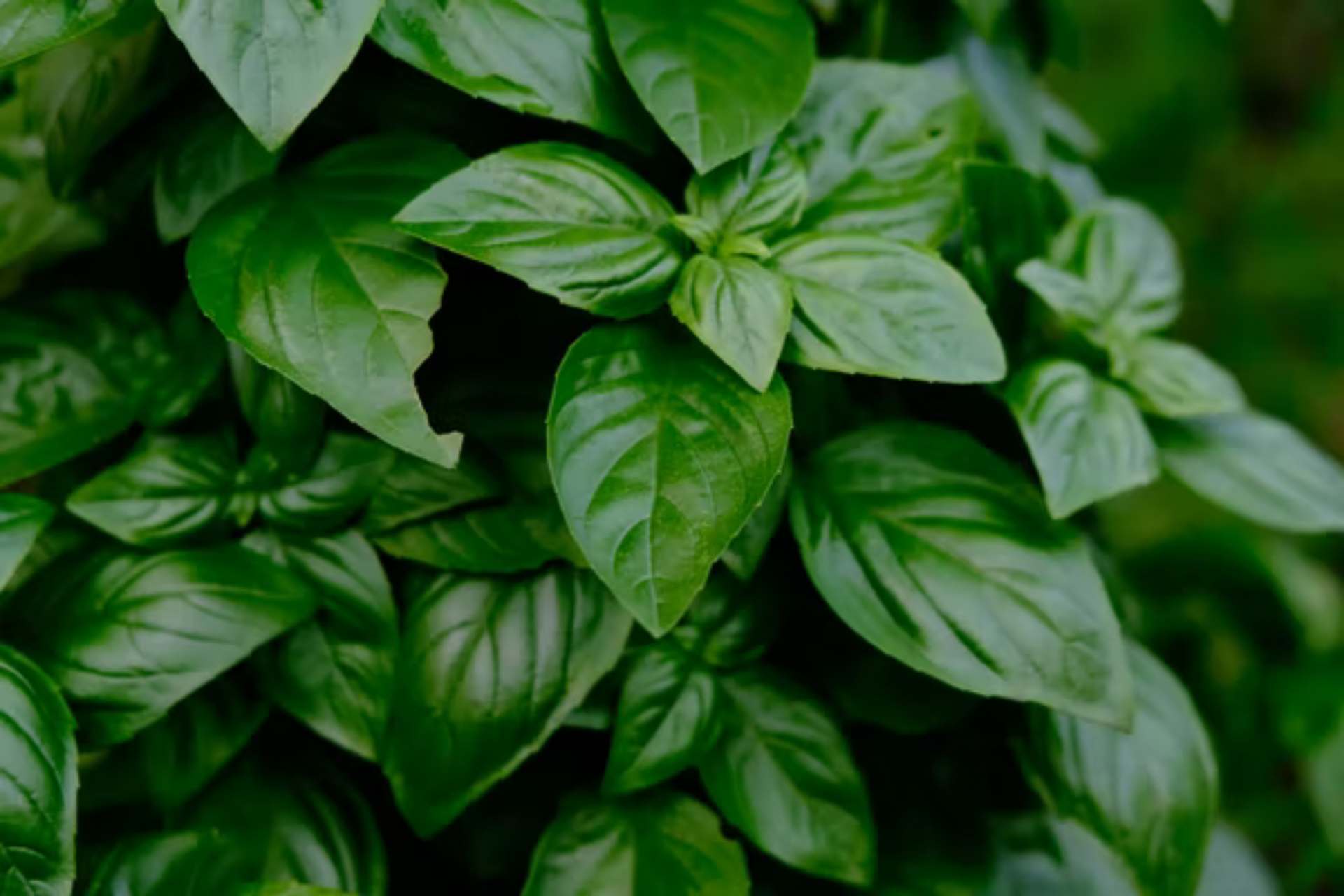 Basil and Dogs – A Supherb Combination