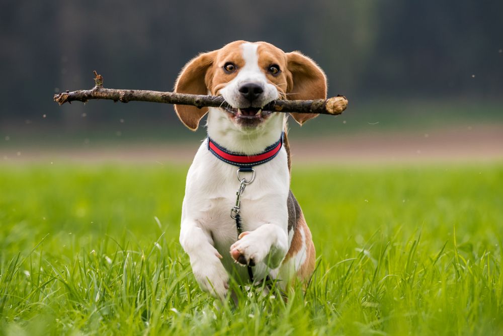 Fun Ways To Exercise With Your Dog!