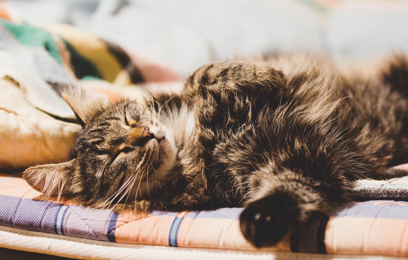Did You Know Your Cat Loves These 5 Things?