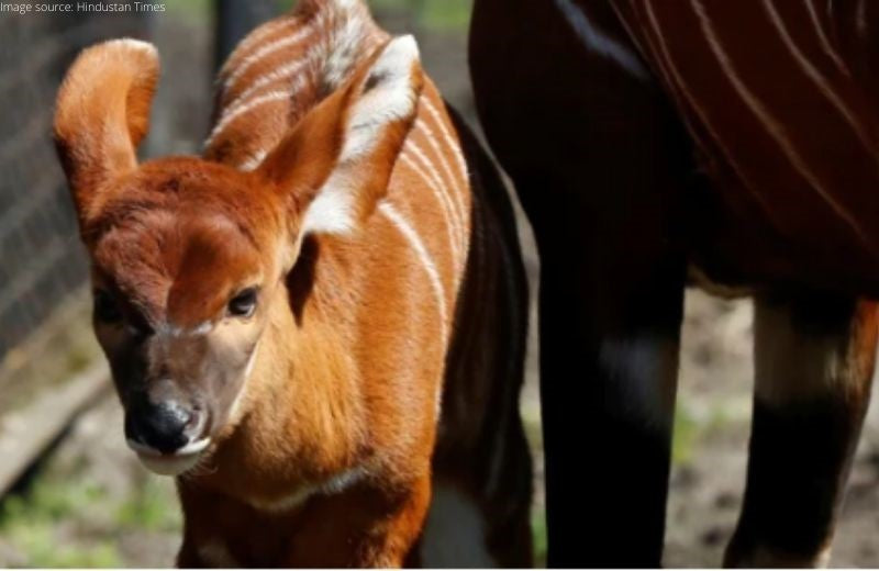 Critically Endangered Mountain Bongo Baby was born at Polish Zoo