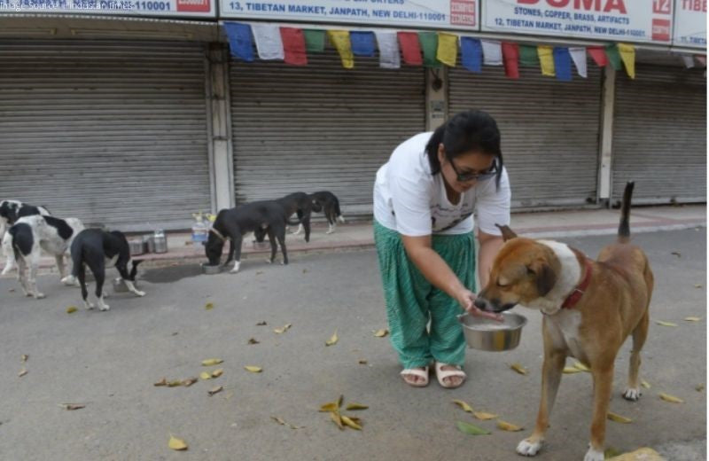 Delhi High Court Passes An Order to Have Designated Spots to Feed the Strays