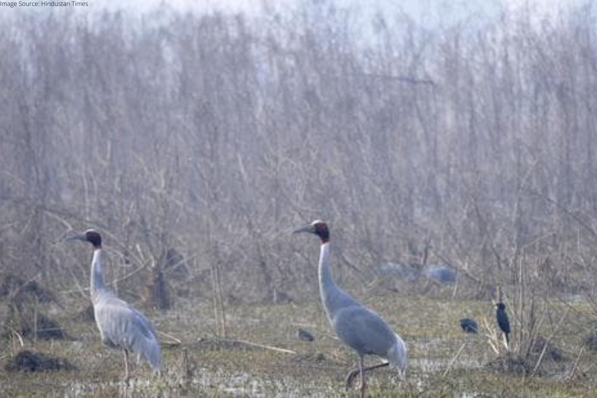 Dhanauri Wetlands is a Home to Migrant as well as Residential Birds