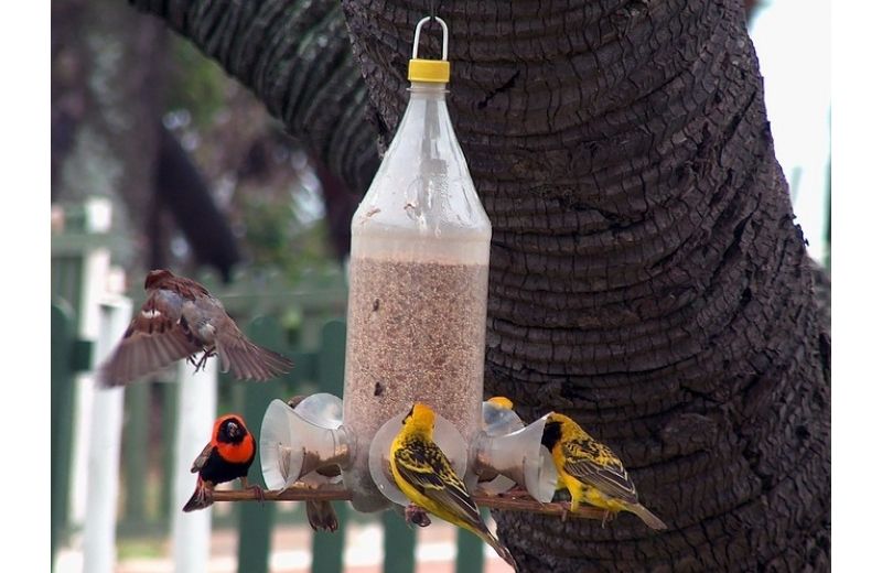 DIY Bottle Bird Feeder