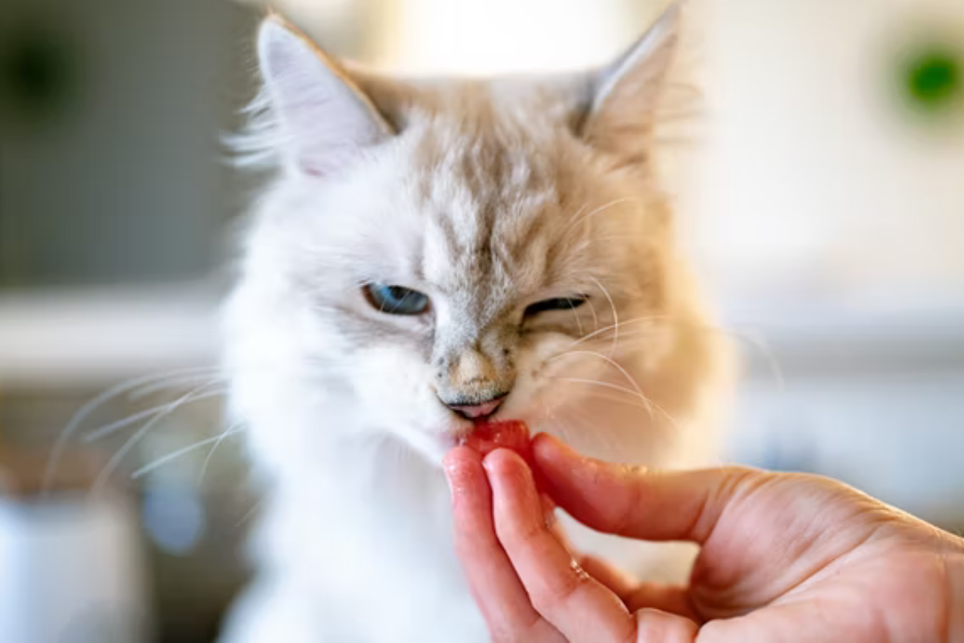 DIY Chewy Tuna Treats for Cats