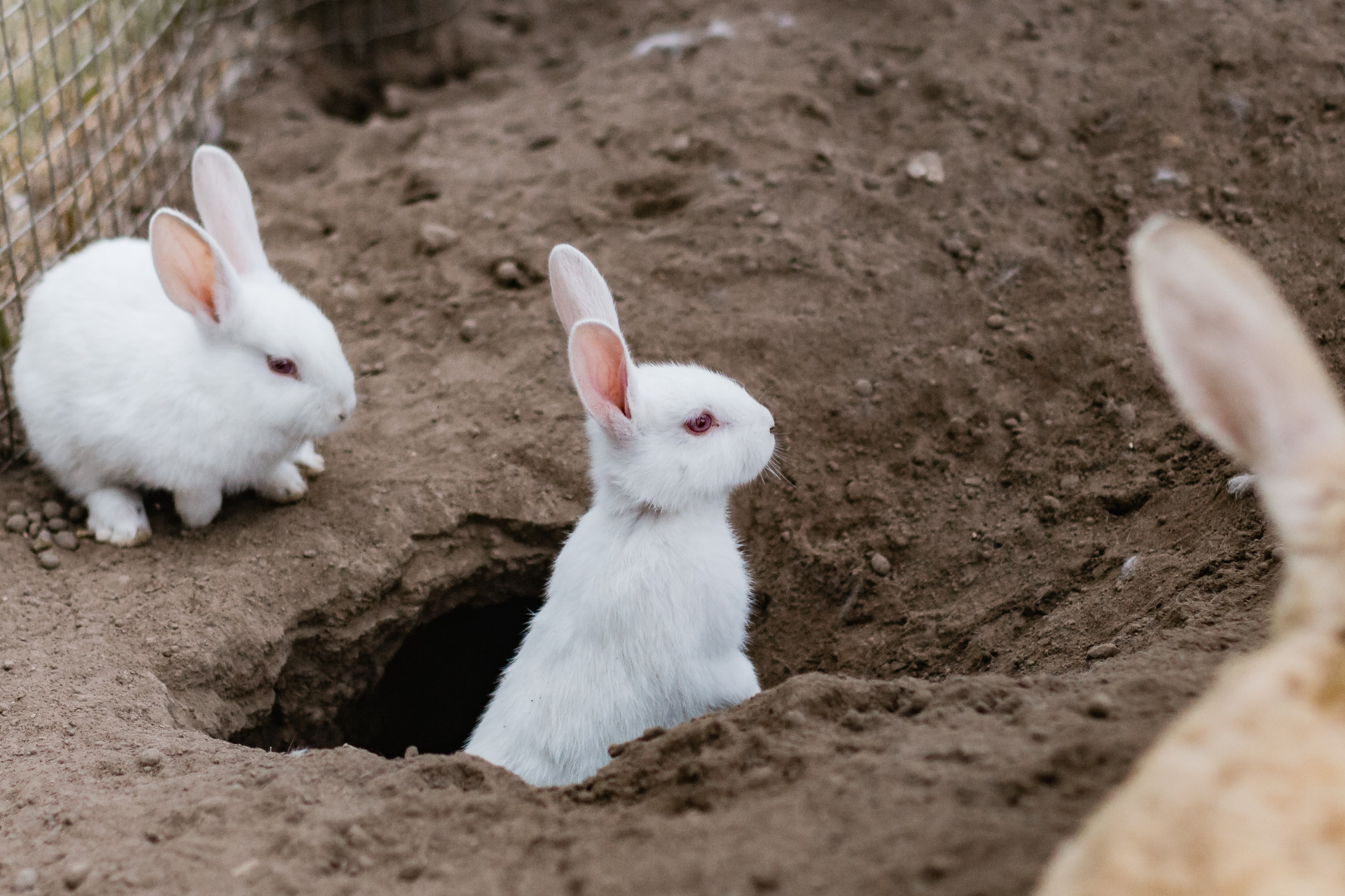DIY Digging Box for Bunnies!