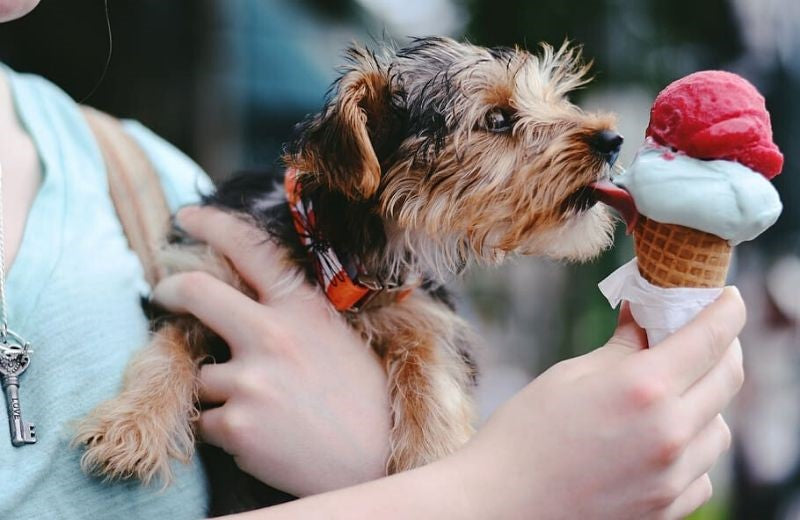 DIY Home-Made Ice-Creams for Dogs