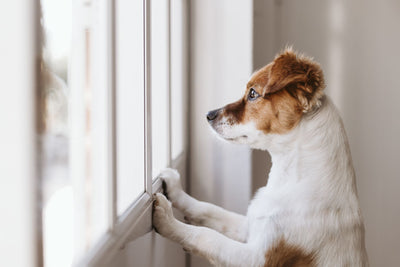 How to keep your Pet safe at home while you are away