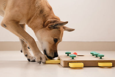 Fun Brain Games for your Dog
