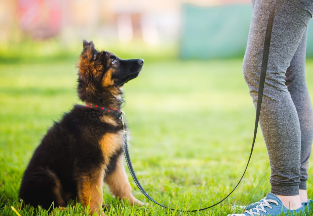 7 Essential Commands your Dog needs to know!