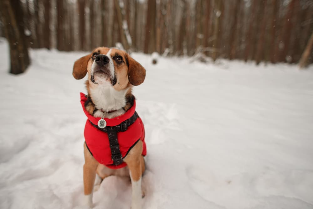 Winter Care Tips for Pets