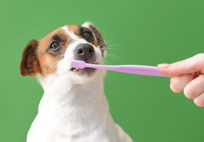 Tips on improving your Dog’s Dental Health