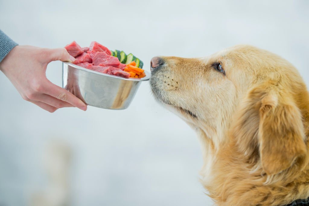 Dog food that can be made at home