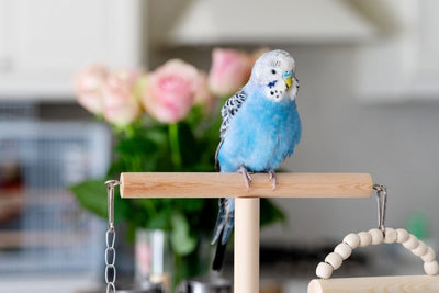How to Care for a Pet Bird?