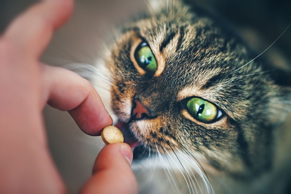How To Give A Pill To My Pet?
