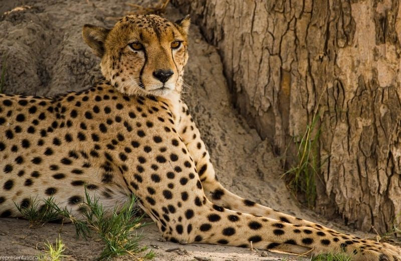 Eight African Cheetahs to be Translocated to Kuno National Park in Madhya Pradesh