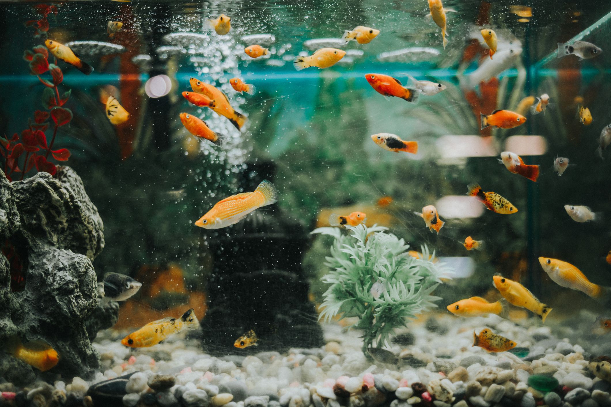 How to Care for your Pet Fish?