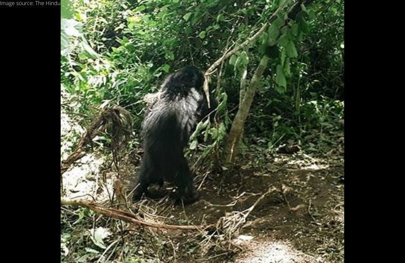 Forest Department Rescued Sloth Bear Cub Trapped in Wire Snare