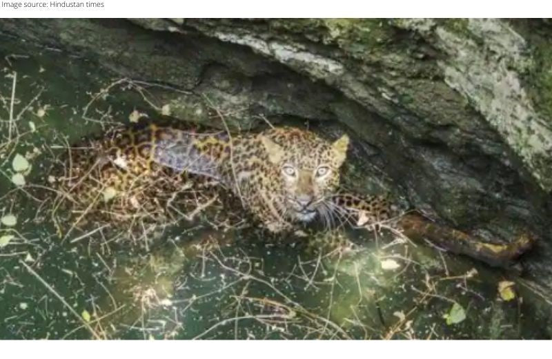 Forest Officials Help Rescue a Leopard that fell into a Deep Well