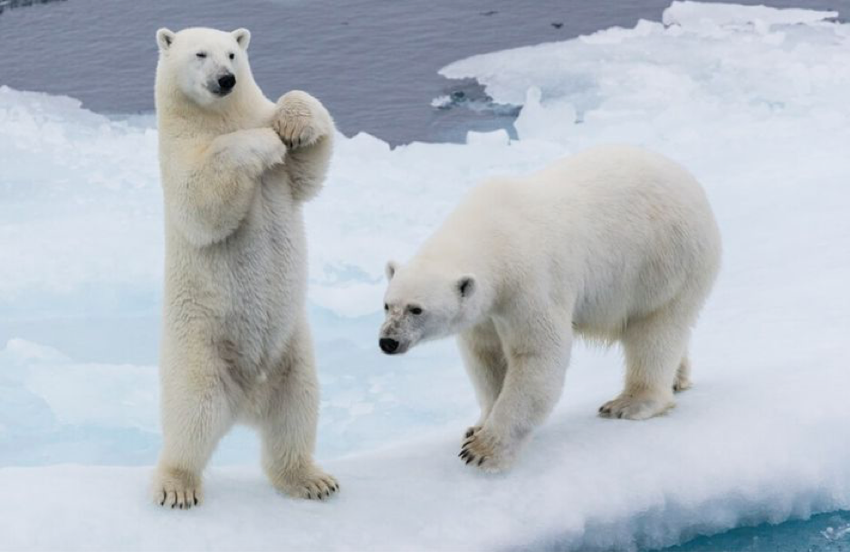 Fun facts about polar bears
