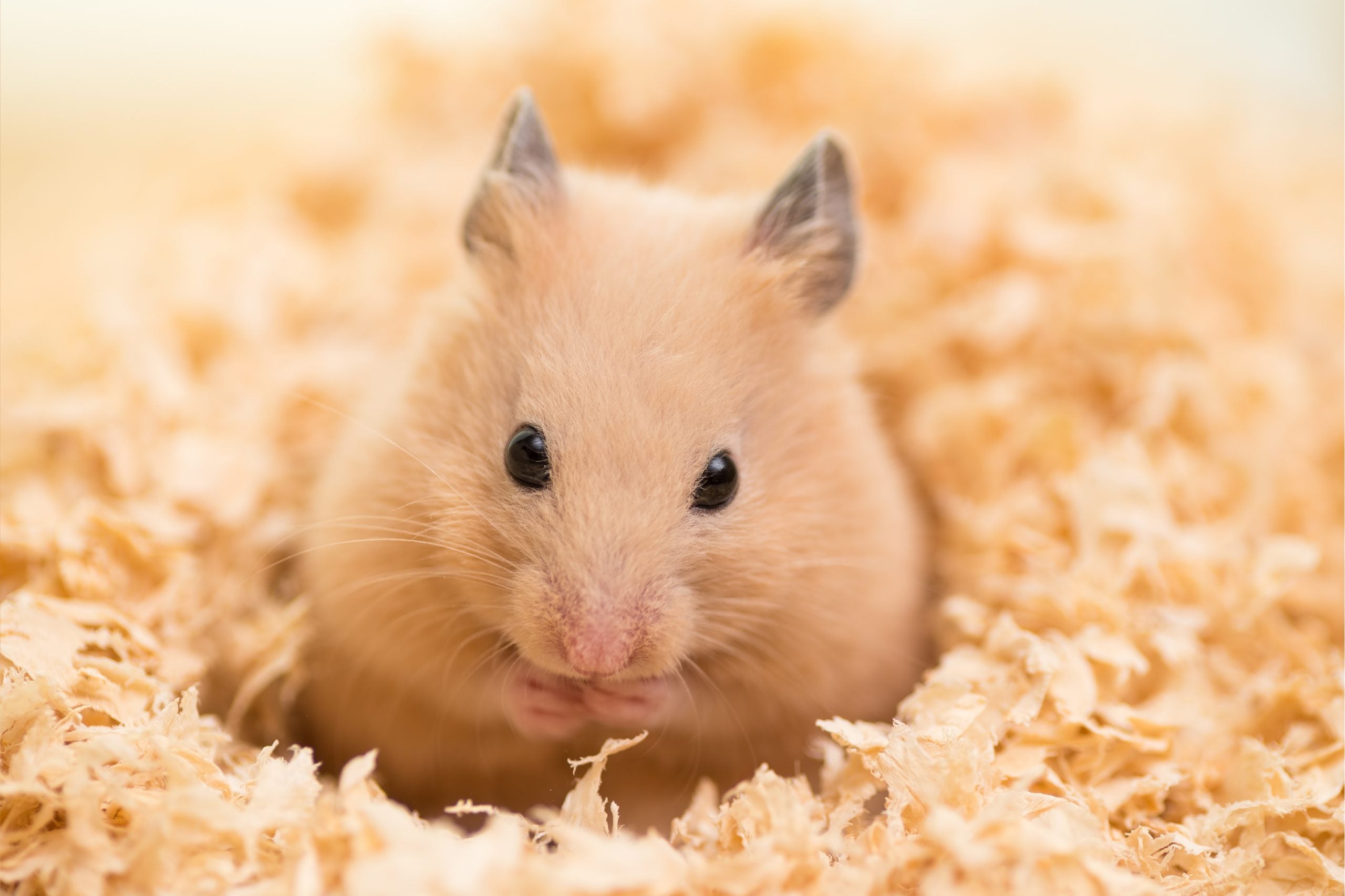 Tips to keep your Pet Hamster Healthy & Happy.