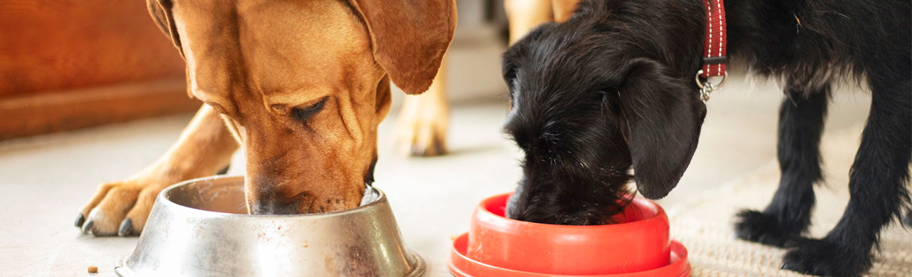The Ultimate Guide to Choosing the Best Dog Food for Your Puppy: A Comprehensive Review